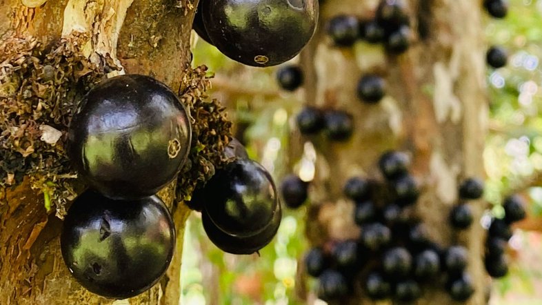 Jabuticaba